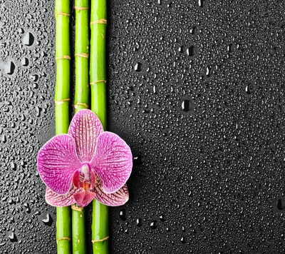 bambu, orquídea