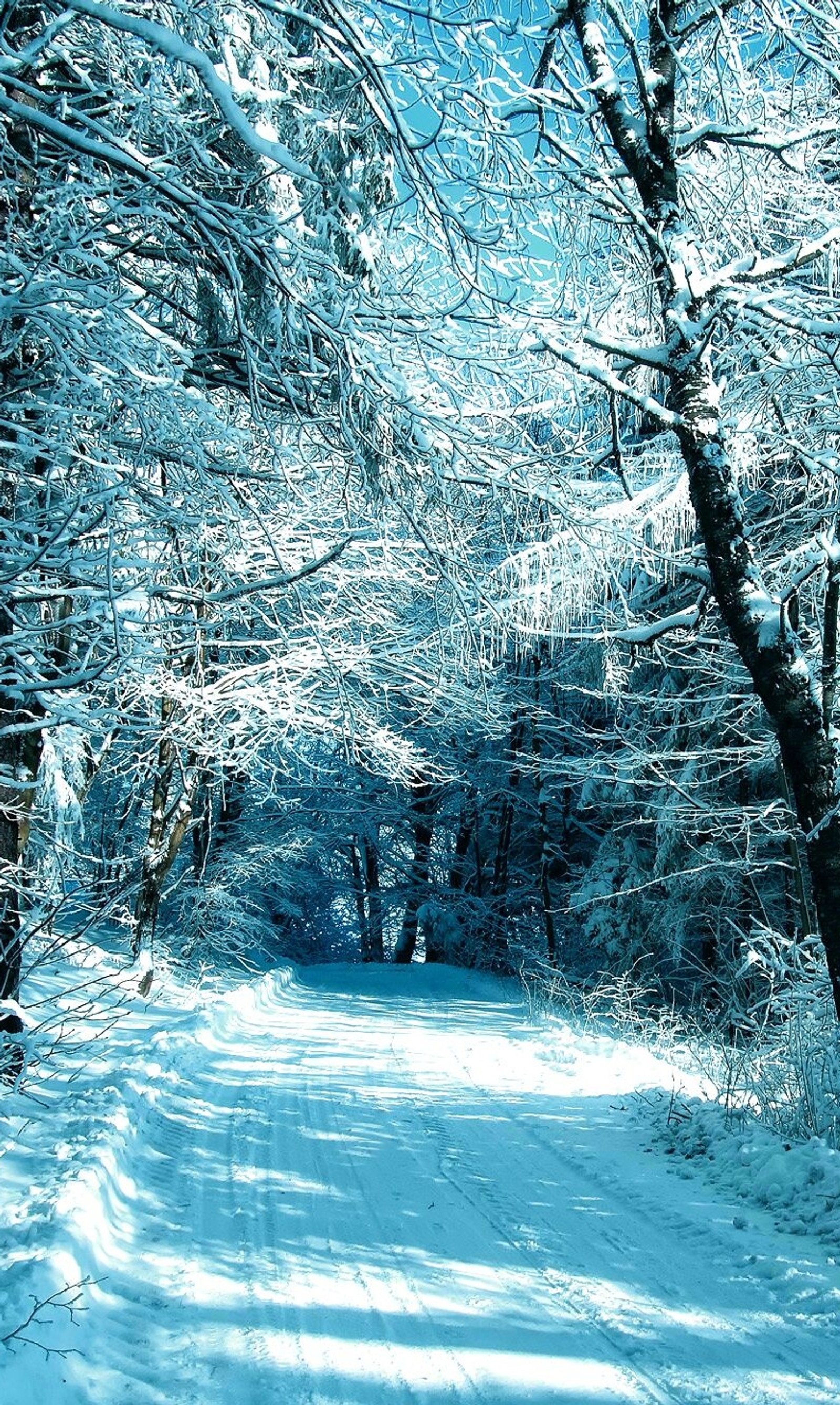 Un chemin enneigé dans les bois avec des arbres et de la neige au sol (route, neige, hiver)