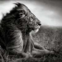 Majestic Lion in Grayscale Serenity