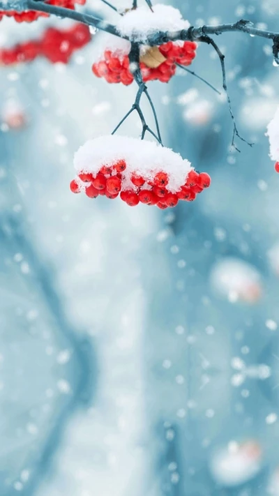 branch, christmas, cold, red, snow