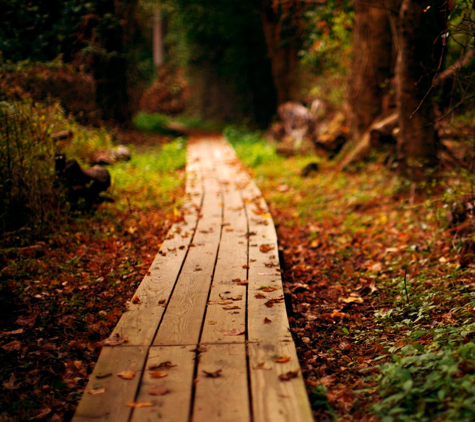 There is a wooden walkway in the middle of a forest (autumn, calm, fall, forest, leaves)