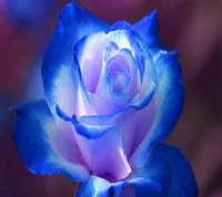 Abstrakte blaue Rose: Eine Mikro-Perspektive auf die Natur