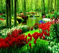 nature wallpaper