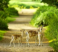 beau, cerf, mère