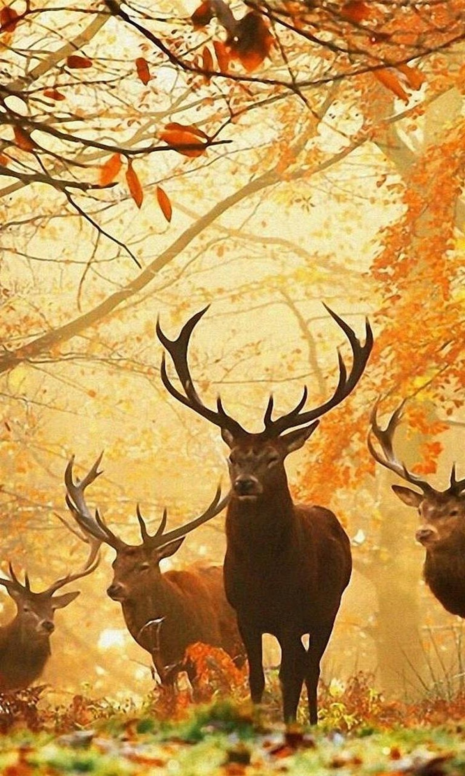 Il y a beaucoup de cerfs debout dans les bois en automne (animaux, forêt, feuilles)