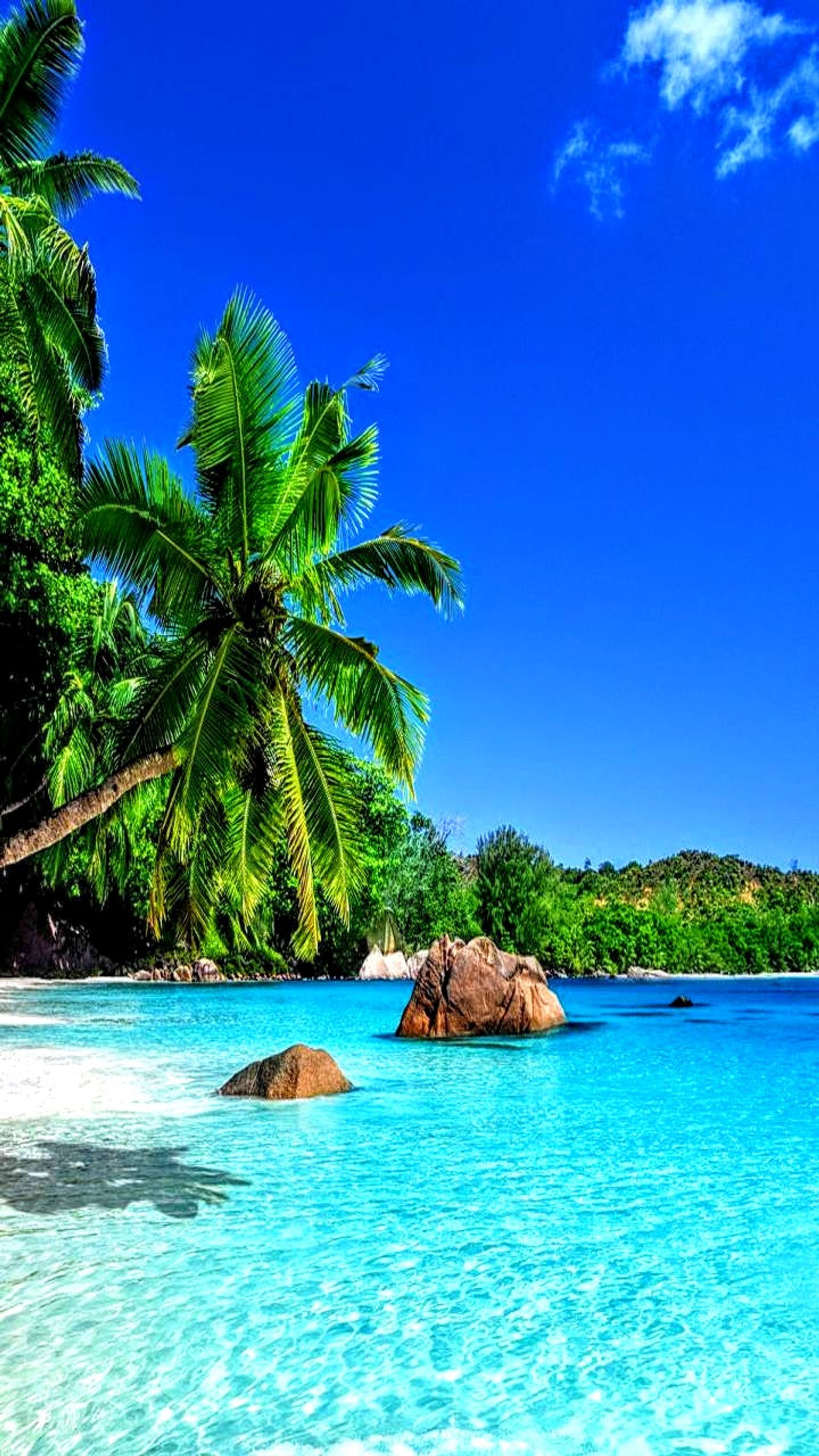 Palmeiras ao longo da praia de uma ilha tropical (tropical, ilha, oceano, ilhas, água)