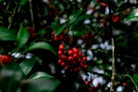 Baies rouges d'hiver parmi des feuilles vertes luxuriantes