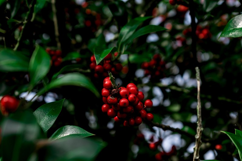 Скачать обои redberries, зима