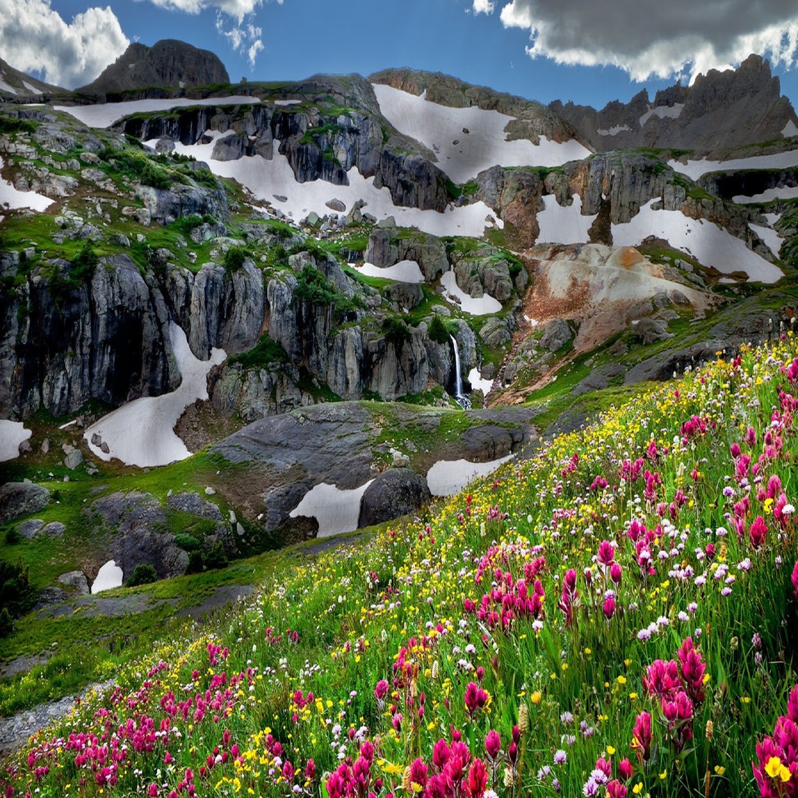 Descargar fondo de pantalla flores, paisaje