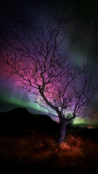 aurora, árbol