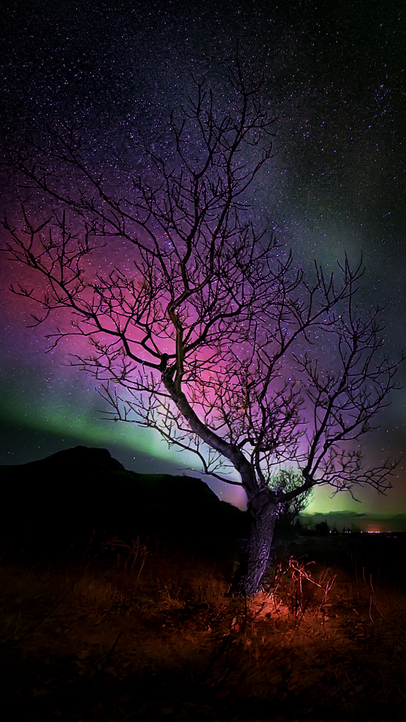 Un arbre arabe avec une aurore violette et verte derrière lui (aurore, arbre)