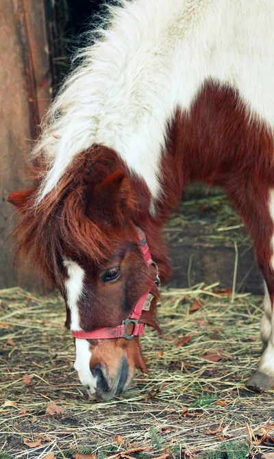 Un poney brun et blanc broutant du foin dans une écurie.