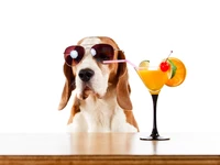 Chien cool profitant d'une boisson tropicale