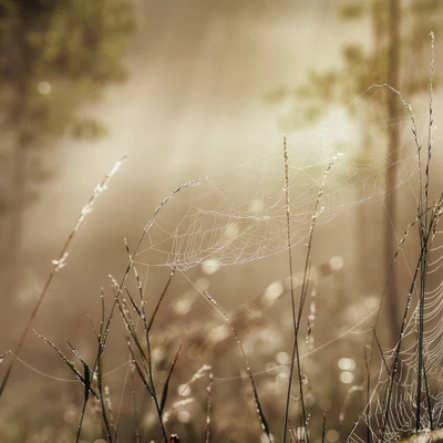 nature, spiderweb