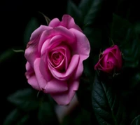 Elegant Pink Roses Among Lush Greenery