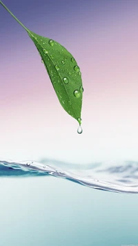 drops, leaf, water wallpaper