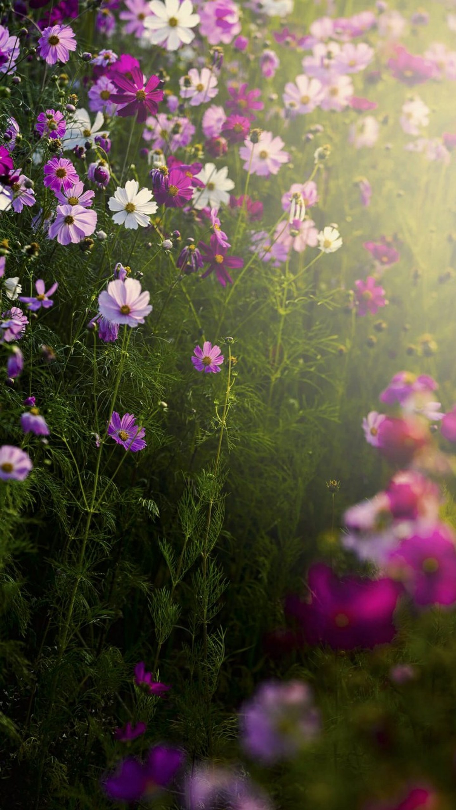 Lade schön, blüten, bush, blume, violett Hintergrund herunter