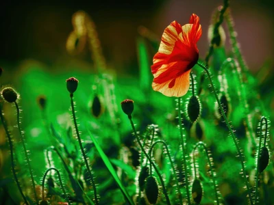 Lebendige Mohnblüte zwischen üppigem Grün