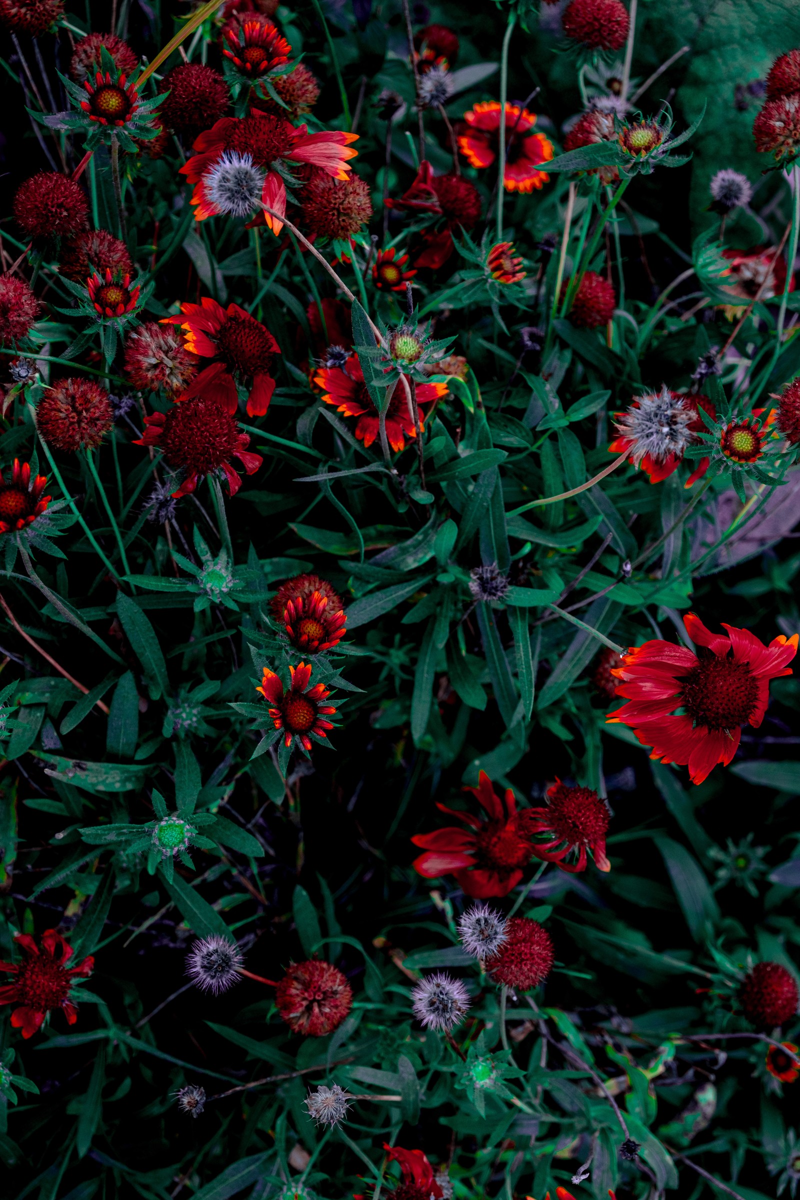 Une fleur rouge qui pousse dans l'herbe. (fleur, jardin de fleurs, plante à fleurs, rouge, plante)