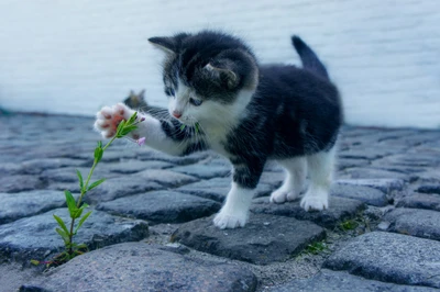 Adorable Kitten Playfully Exploring a Flower on Cobblestones