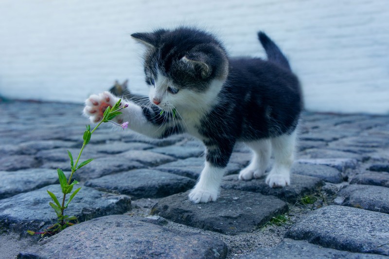 Маленький котенок стоит на кирпичной дорожке (котёнок, милый, домашнее животное, милый кот, 5k)