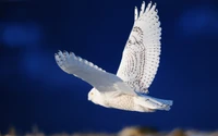 Schneeeule im Flug gegen einen blauen Himmel