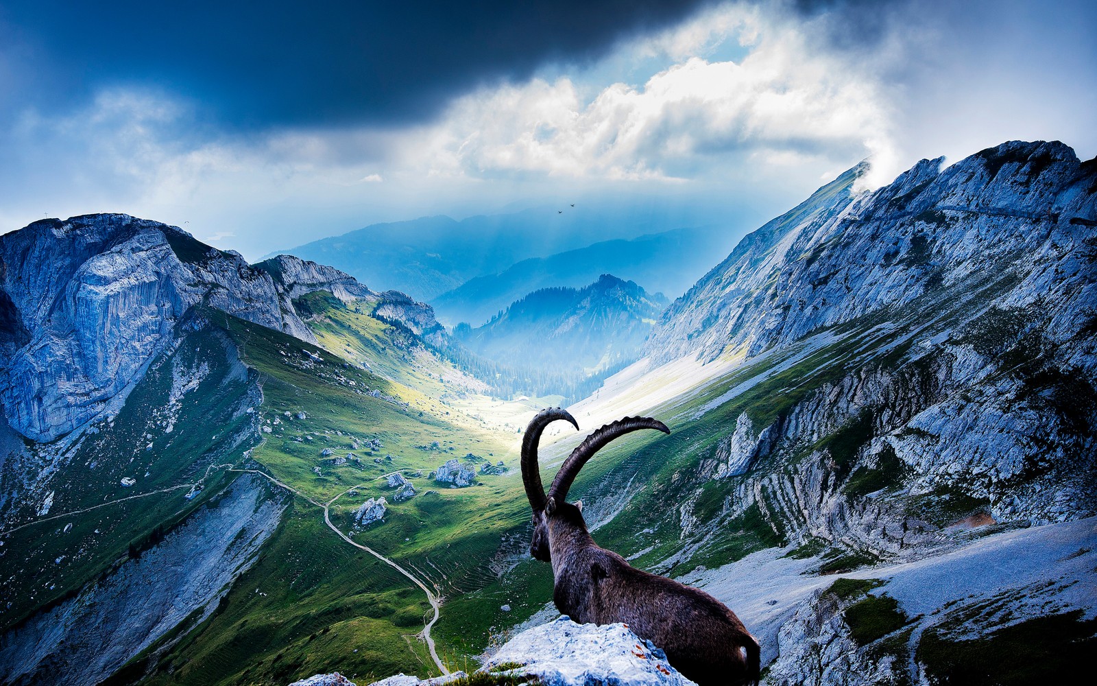 Скачать обои mount pilatus, коза, пейзаж, долина, облака