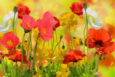 Jardim vibrante de flores de papoula em plena floração