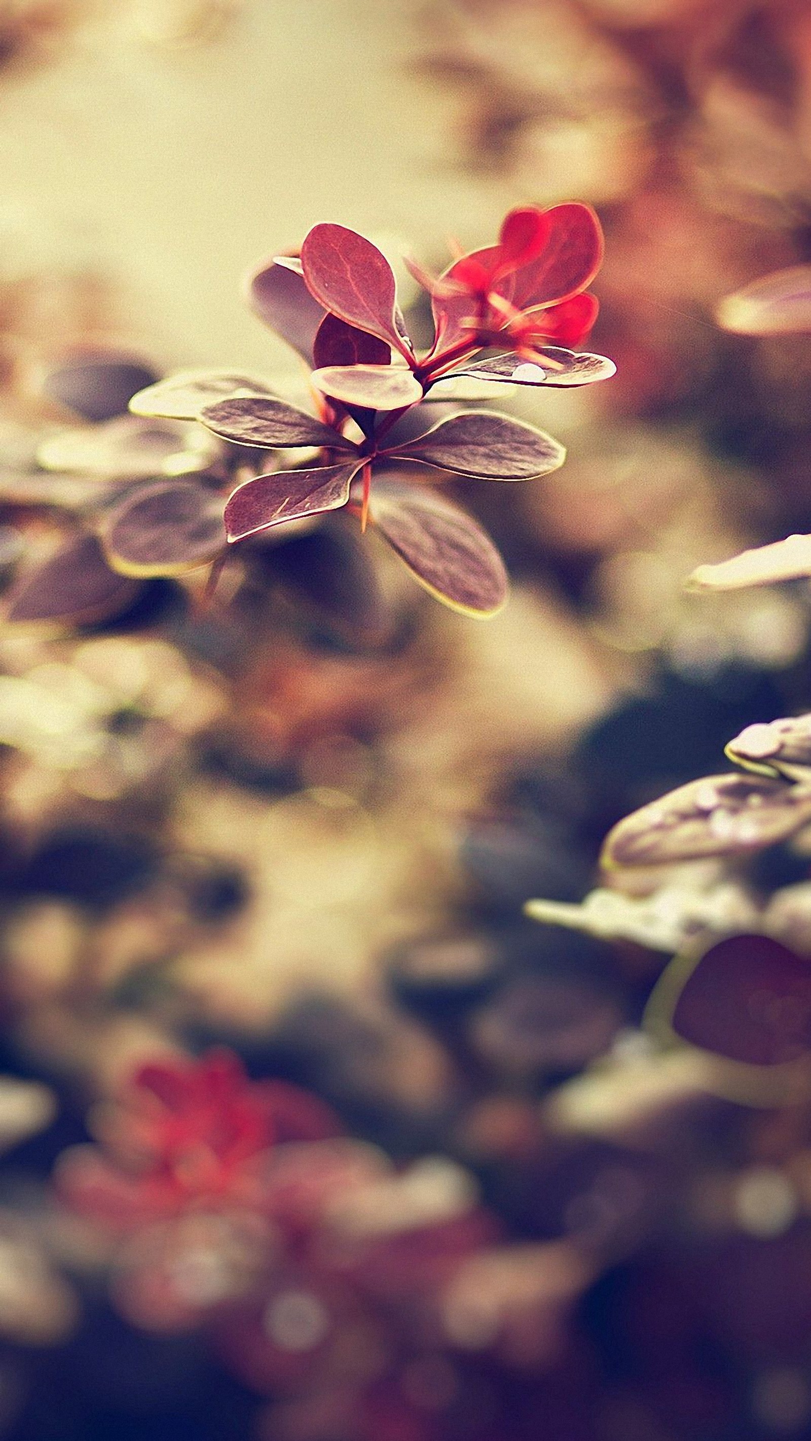 Há uma pequena flor vermelha que está crescendo nos arbustos (smartphone, natureza, pétala, flor, vermelho)