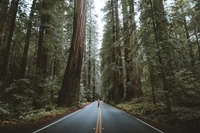 Serene Road Through Majestic Redwood Forest