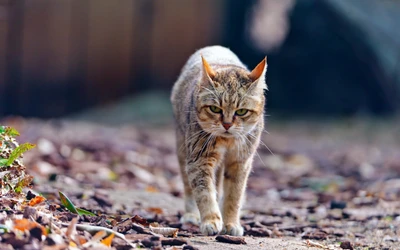 Gato selvagem caminhando pelo chão coberto de folhas: close-up de um gatinho malhado