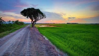 Amanecer tranquilo sobre un campo verde con un árbol solitario y un camino polvoriento