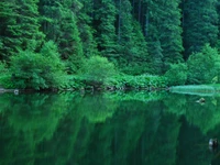 Selvática verde exuberante reflejada en aguas tranquilas