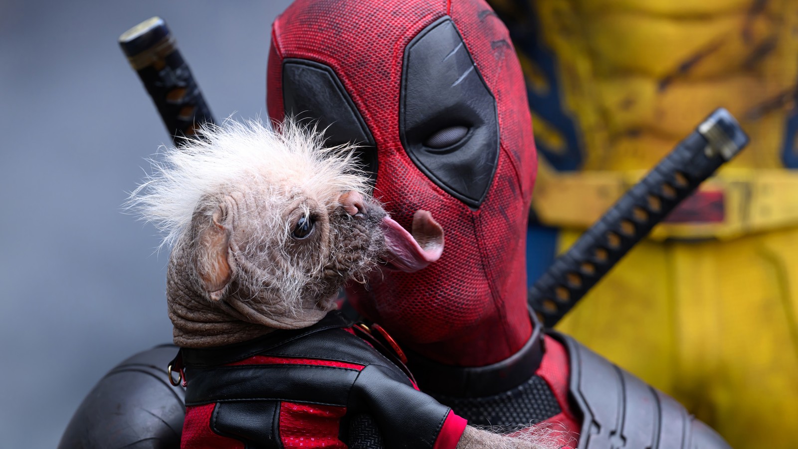 Un gros plan d'un chien déguisé en deadpool avec un masque de deadpool (deadpool et wolverine, film, deadpool 3, marvel, chien)