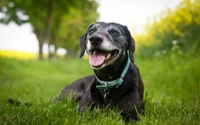 Glücklicher schwarzer Labrador Retriever Welpe auf einem grünen Feld