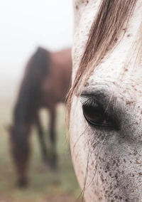 caballo, cabello, rostro, ojo, nariz