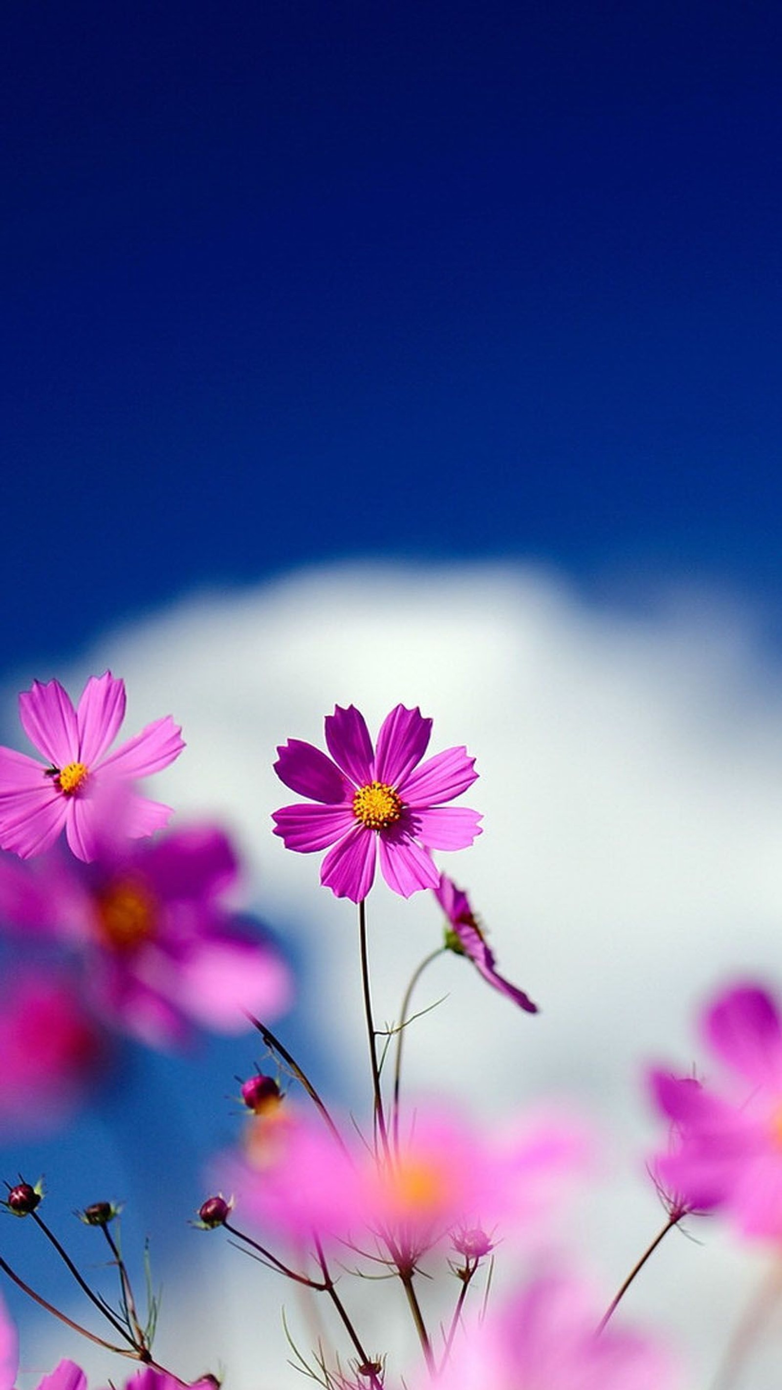 Purple flowers in a field with a blue sky in the background (flower, flowering plant, petal, plant, nature)