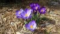 Vibrantes crocus morados floreciendo en el jardín de primavera