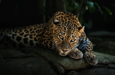 Leopardo africano majestoso descansando em uma superfície rochosa, exibindo seu manto impressionante e seu olhar intenso.