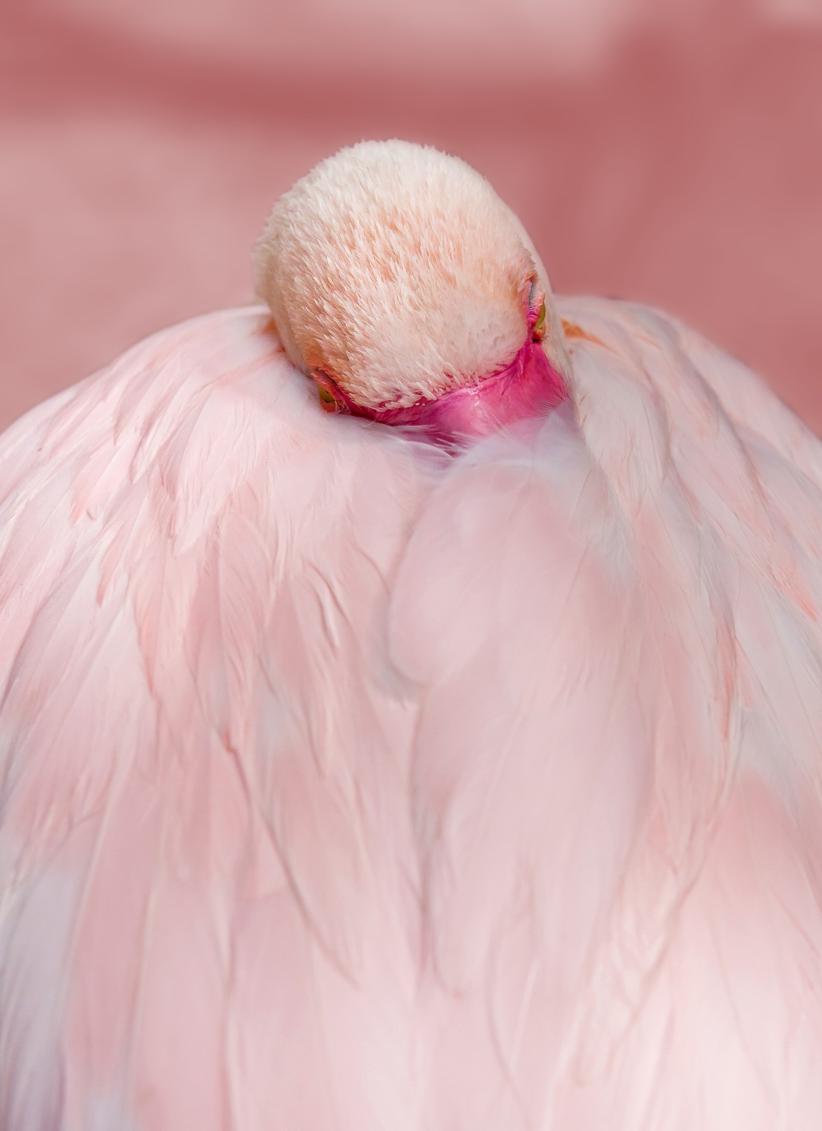 Araffe with a pink feather on its head and a pink background (greater flamingo, flamingo, feather, beak, plumage)