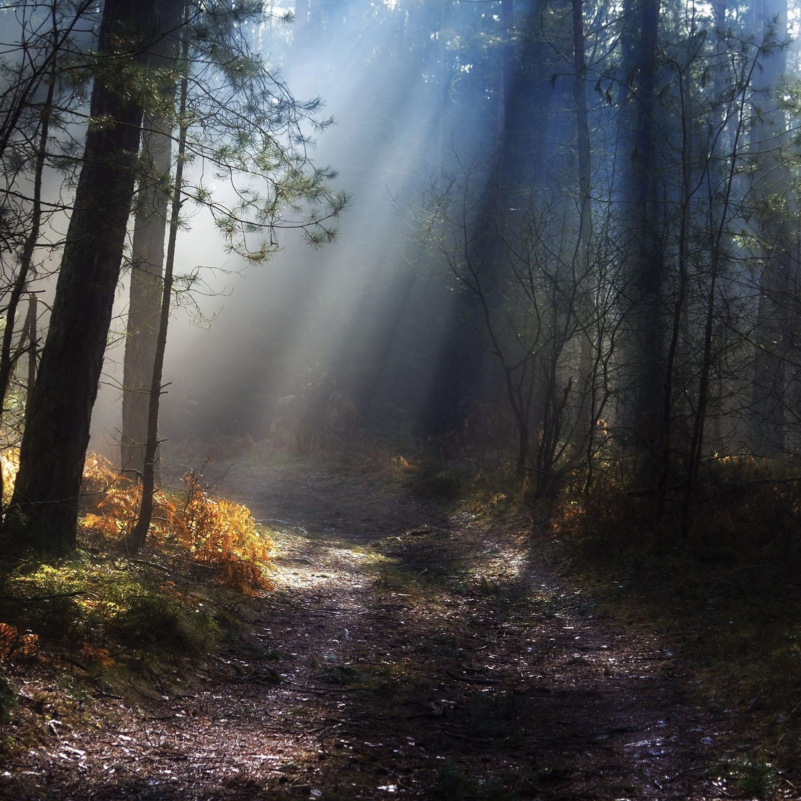 Sunlight shining through the trees in a forest with a trail (nature, forest, tree, sunlight, woodland)