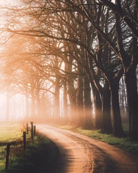 autumn, dirt road, sunlight, morning, foggy