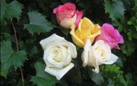 plante à fleurs, pétale, floribunda, famille des rosacées, rose centifolia