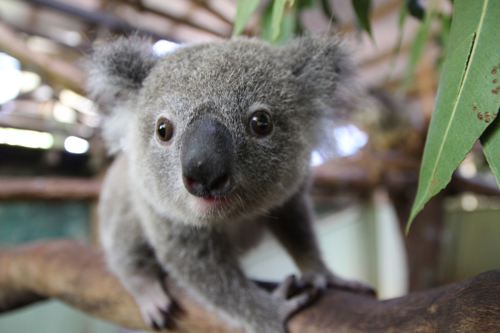 Ein koala, der auf einem ast sitzt (koala, niedlichkeit, landsäugetier, beuteltier, schnauze)