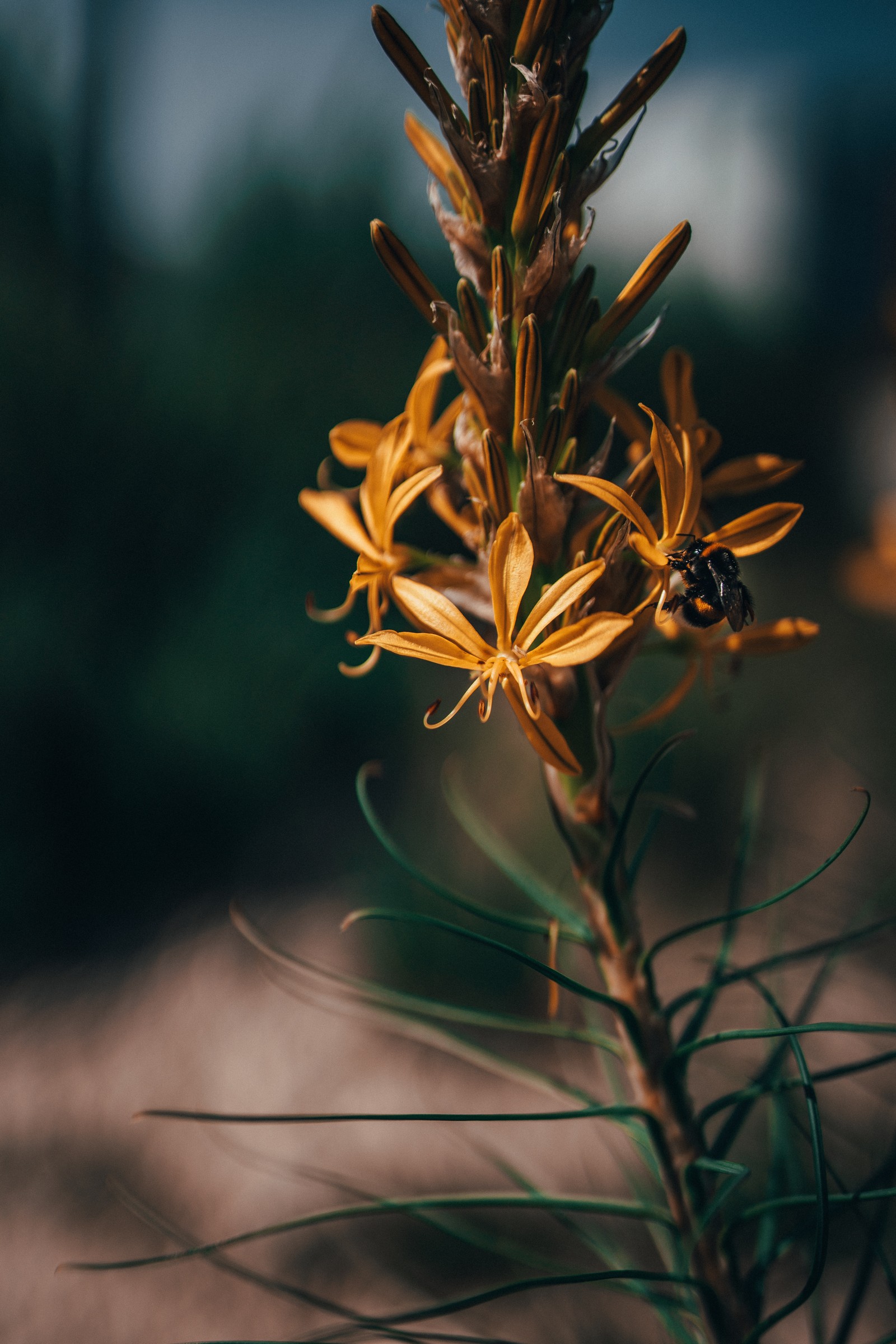 There is a small plant with yellow flowers on it (flower, plant, leaf, botany, flowering plant)