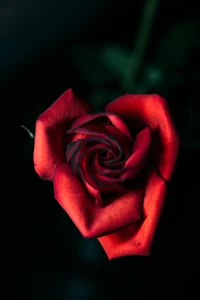 Elegant Red Heart-Shaped Hybrid Tea Rose