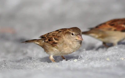 haussperling, vogel, spatz, schnabel, sitzvogel