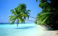 Tropical Beach with Leaning Palm Trees and Turquoise Waters