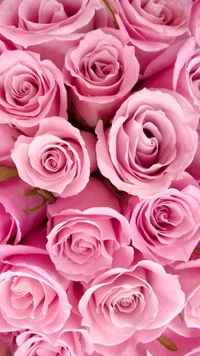 pink roses, rose