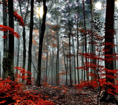 Herbstwald mit Nebel und feurig roten Laub